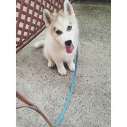 cakexeater:  Taking this idiot for his first walk. #babemagnet #husky #lucian #toomanydogphotos #butsogoodlooking (at Lucian Daily) 