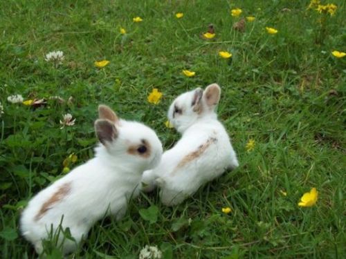 animals-addiction:Pretty bunnies