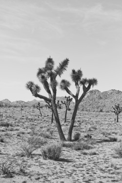 mishproductions: Joshua Tree National Park