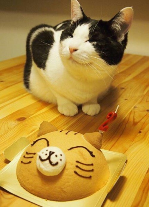 catsbeaversandducks:  “For me?? Oh you shouldn’t have!…” 