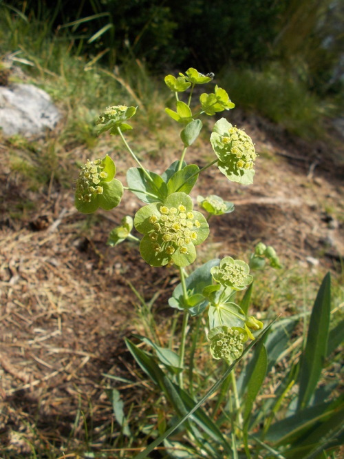 1 Pyrenean hare´s ear (Bupleurum angulosum)2 Sickle-leaved hare´s ear (Bupleurum falcatum)