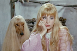 durgapolashi:Afghan Hound, bottle-blonde bangs, despondent stare, dusty pink gown, and Vitti 