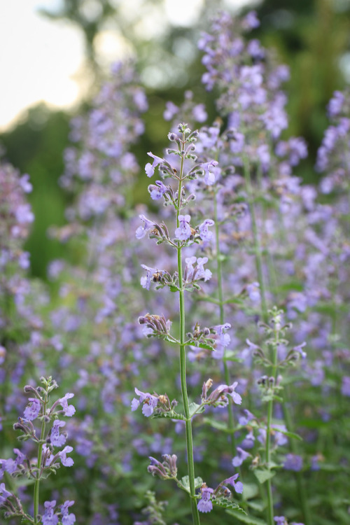 End of May show with moody, dark purple spires of Caradonna Saliva, quirky light pink mounds of Mona