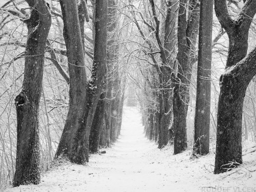 Winter path by d o l f i