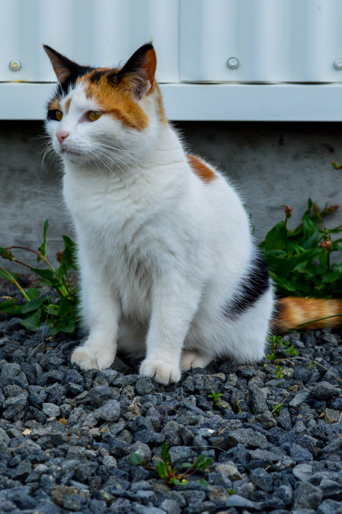 nikonye:cats of iceland