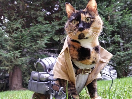 animechase:  Amazing Attack on Titan Cat CosplayAnime: Attack on Titan (Shingeki no Kyojin)Description: This amazing cosplay costume was actually hand made by this cat’s owner. Show the Artist some love, and visit their page for even more costumes!-