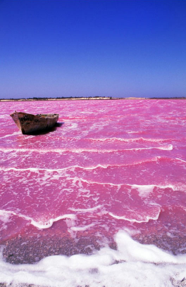 sixpenceee:The reason for Lake Hillier’s color remains a mystery. Theories abound, of course. Some s