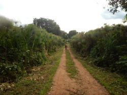 Papyrus swamp in Kaweri Coffee Plantation