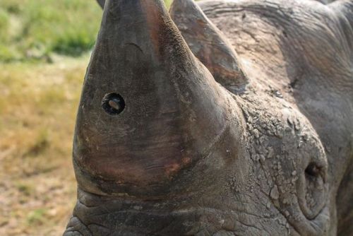 The biggest threat to the black rhinoceros is poaching for its horn.  Historically, the horn was use