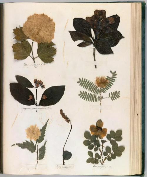 mollysoda:Pages from Emily Dickinson’s herbarium