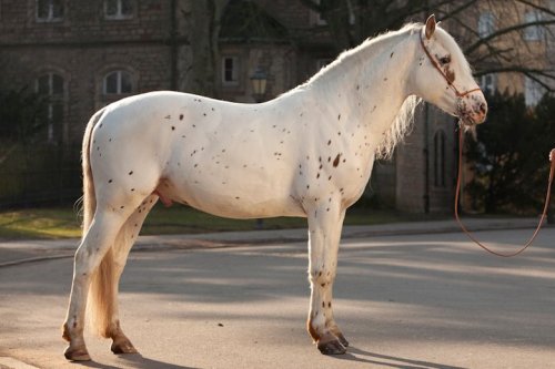 all-the-horses: Olympus Omega x Torah Knabstrupper, Stallion Born 2003