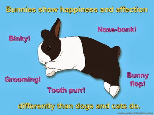 ludicrouscupcake: babblingbug: (Bunnies and Sunshine) Easter is coming up! And it’s a terrible