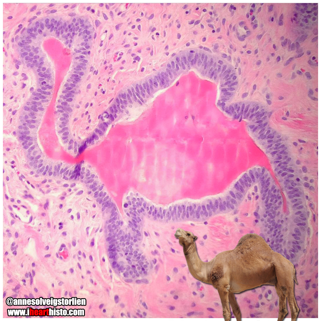Absorbere Berigelse forhistorisk A histology blog (with a twist) 🔬 — 🐪 Guess What Day It Is? 🐪 Happy  'Hump Day' folks!...