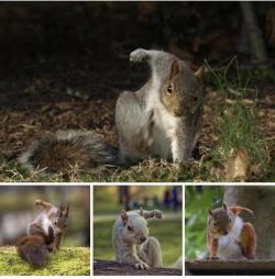 everythingfox:  “Squirrels doing superhero