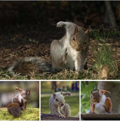 Porn photo everythingfox:  “Squirrels doing superhero