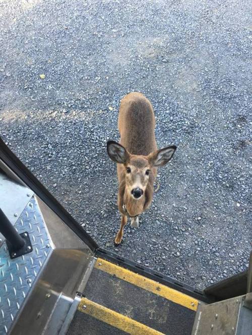 catsbeaversandducks:UPS drivers have the most interesting photos to share. Photos via UPS Dogs