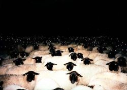 Amnesiackid:  Delusioned-Youth:  Delusioned-Youth:  I Love Sheep So Much Omg  What