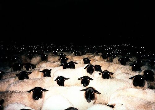 amnesiackid:  delusioned-youth:  delusioned-youth:  I LOVE SHEEP SO MUCH OMG  WHAT I DON’T REMEMBER THAT I TAKE IT BACK THIS PICTURE IS FUCKING CREEPY  The last thing you’ll ever see 