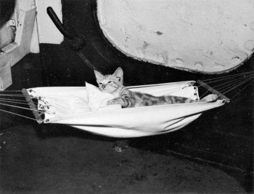 The kitten mascot of the aircraft carrier HMS EAGLE in the hammock made for her by the ship&rsqu