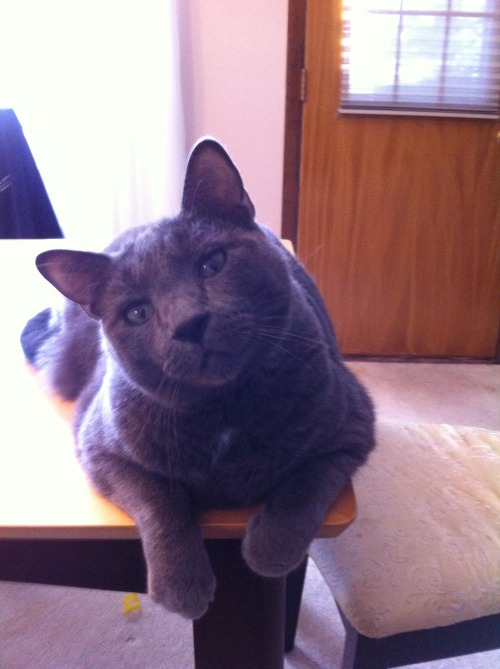 This is Carter, my mom&rsquo;s cat, caught in a rare moment of looking dignified. (submitted by 