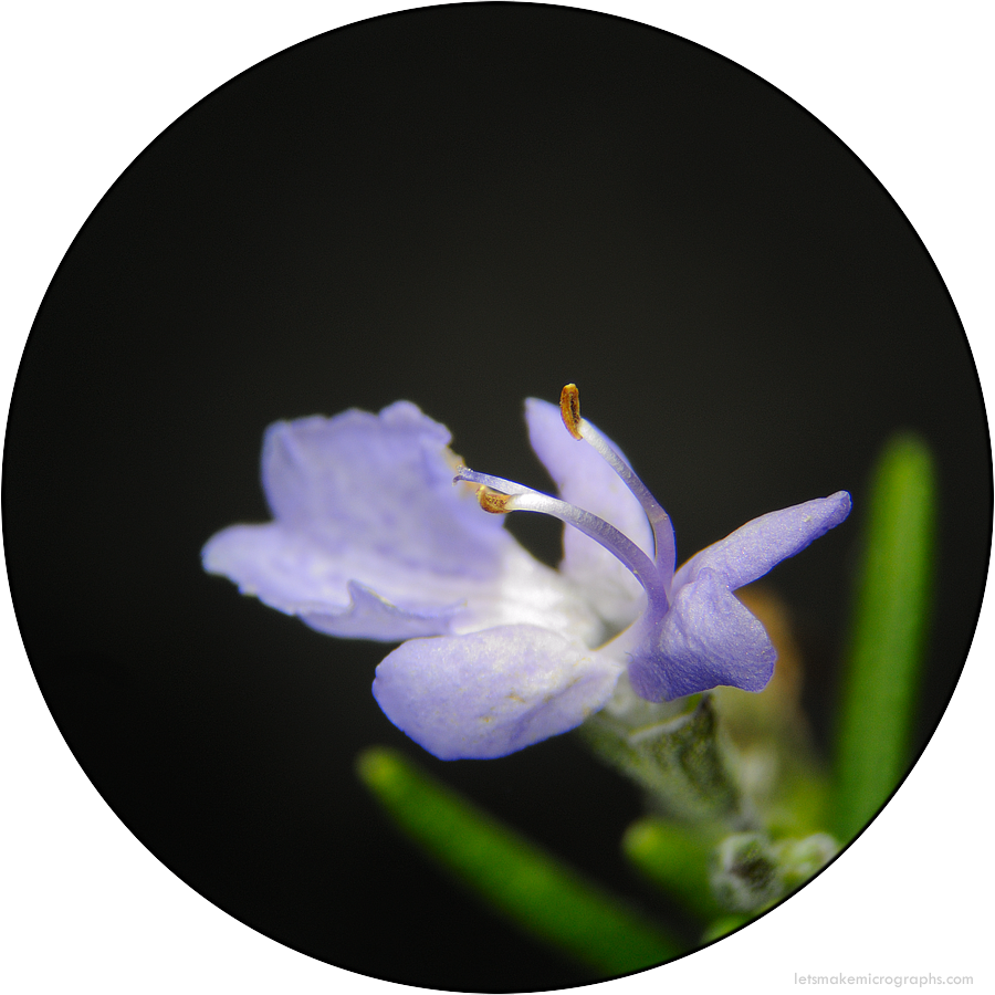 Flower from Rosmarinus officinalis (Lamiaceae), or rosemary. Penrith, Sydney.
The family Lamiaceae is probably my favourite because they’re easy to spot (flower spikes, woody shrubs) and the flowers themselves look just great. They have a bi-symmetry...