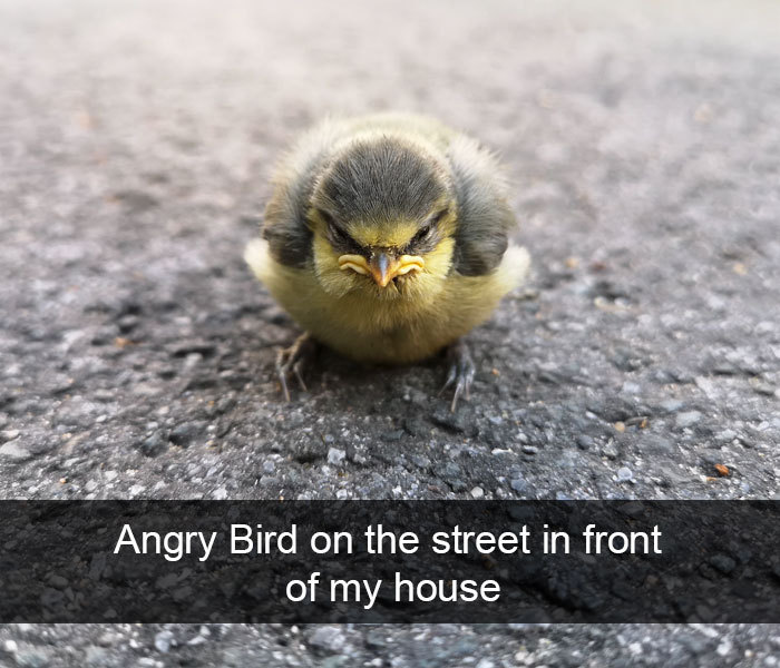 bearhoss:  animalsnaps:  Animal snaps  Cute bears