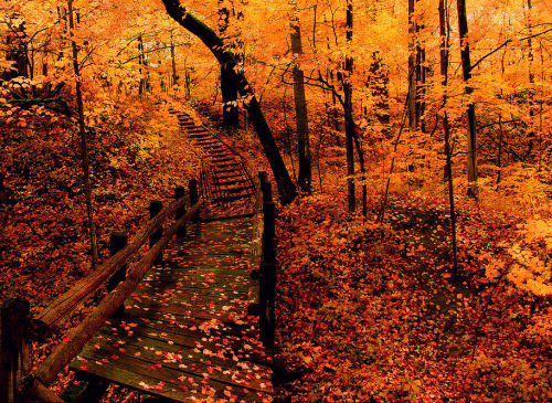 lori-rocks: The Autumn Forest…. by indykethdy