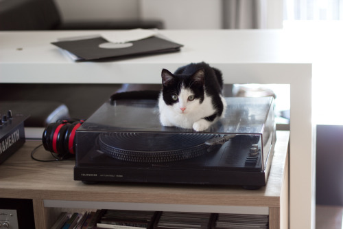 spaetzleundlinse:  Peppi loves music 