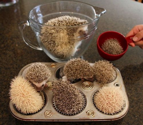 awwww-cute:Making hedgehog cupcakes