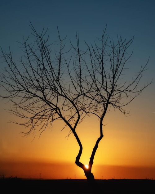 unaciertamirada:El árbol desnudo...#tree_brilliance #sunsetphotography #sunsetlovers #naturephotogra