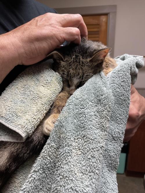 14 Years Is A Long Time To Be A Good Cat..sleep Well Ms Belle.