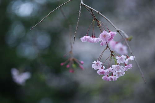 bluenote7: Cherry blossoms