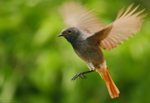 creatures-alive:Black Redstart by Gheorghiţă Bran