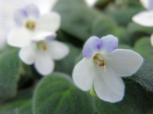 omgplants:isao-takeda:2014年4月26日　兵庫県立フラワーセンター　兵庫県加西市60年に1回咲くという幻のセントポーリア・ゲッツィアーナが咲いていました。These are s