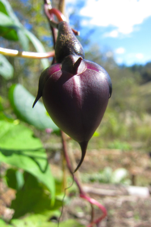 October 2015 - Moonflower (Ipomoea alba) seed podThese take awhile to mature, but as soon as these f