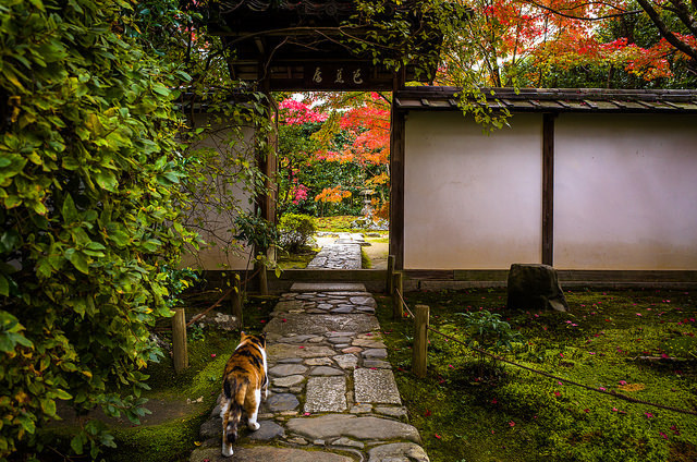 kuroyuki:  momiji ‘14 - autumn foliage #12 (Konpuku-ji temple, Kyoto) by Marser