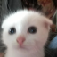 meowssstuff