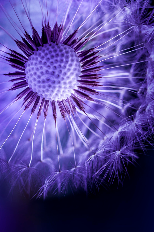 coffeenuts:  atraversso:Light Ball | Dandelion  by Shooting Mad 