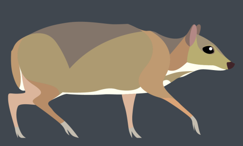 Tragulus javanicus - Java Mouse-Deer