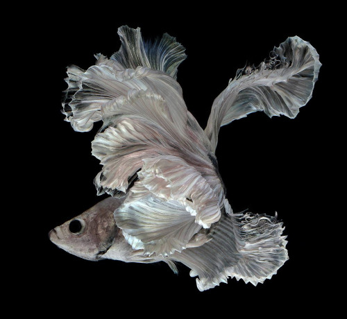 jedavu:  Stunning Portraits of Siamese Fighting Fish by Visarute Angkatavanich 