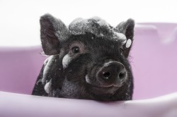 dailypiggie:  #196 bath time you little piggy