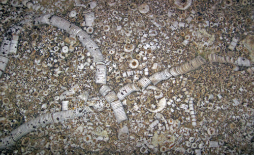 EncriniteThis lovely limestone is loaded with fossils of a single type – chunks of crinoids. Crinoid