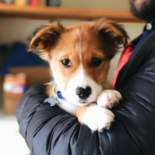 chanceofsunshine:a VERY photogenic pup! follow Noah on Instagram 