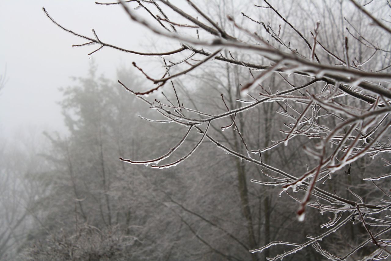 coraruthphotography:  After an ice storm 1/17/17  🌨❄️🍂  Cora Ruth Photography