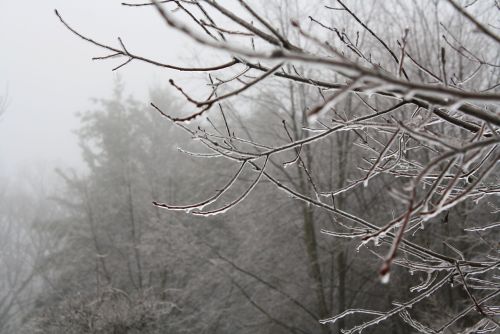 coraruthphotography:  After an ice storm 1/17/17  🌨❄️🍂  Cora Ruth Photography 