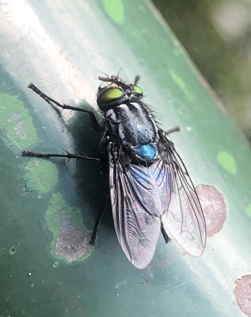 Beauty in unexpected places- a fly I found in Quito, Ecuador  