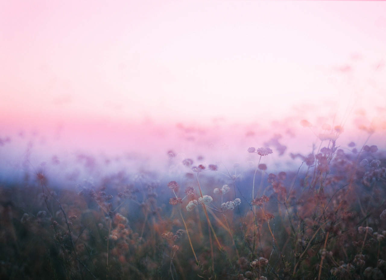 landscape-photo-graphy:  Plantraits by Anthony Samaniego Los Angeles-based photographer Anthony