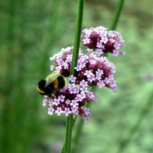 Verbena Bee.