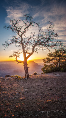 &ldquo;The Tree at Yaki Point&rdquo;Yaki PointGrand Canyon National ParkJune 2008