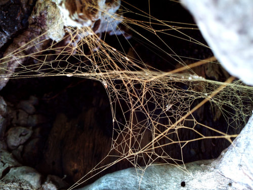 Moss covered spider web by scuzzy5005